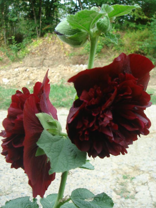 Name:  Alcea 3.jpg
Views: 867
Size:  71.4 KB