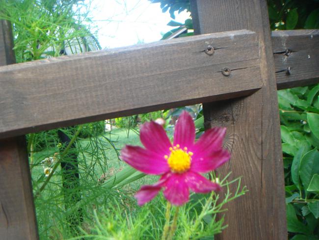 Name:  Cosmos 1.jpg
Views: 796
Size:  52.5 KB