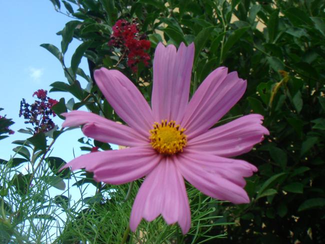 Name:  Cosmos 3.jpg
Views: 816
Size:  54.9 KB