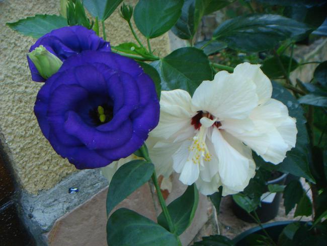 Name:  Lisianthus Hibiscus.jpg
Views: 855
Size:  44.1 KB