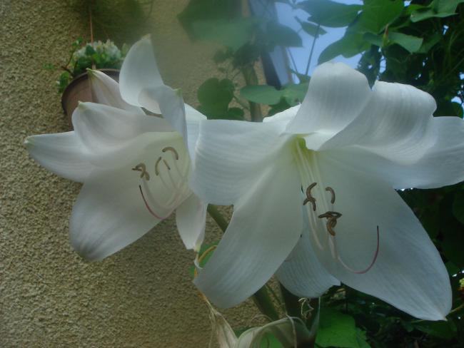Name:  Crinum 3.jpg
Views: 796
Size:  37.9 KB