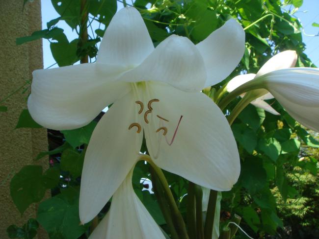 Name:  Crinum 7.jpg
Views: 804
Size:  41.4 KB