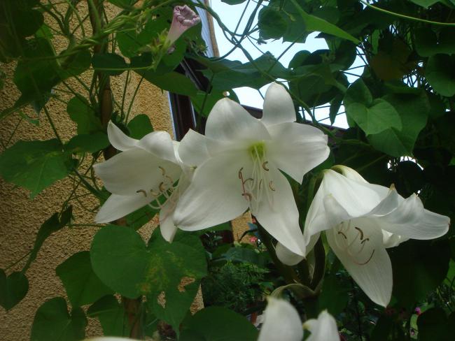 Name:  Crinum 9.jpg
Views: 809
Size:  49.9 KB
