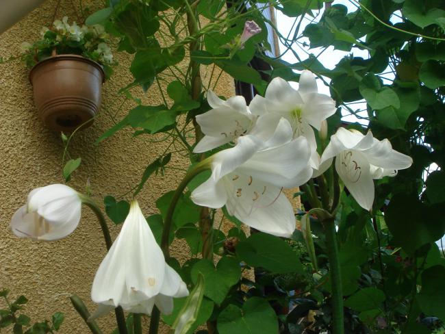 Name:  Crinum 10.jpg
Views: 802
Size:  61.0 KB