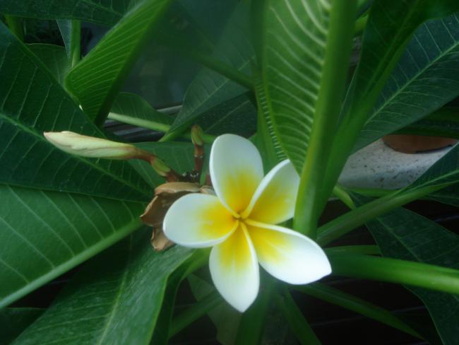 Name:  Plumeria 1.jpg
Views: 814
Size:  31.9 KB