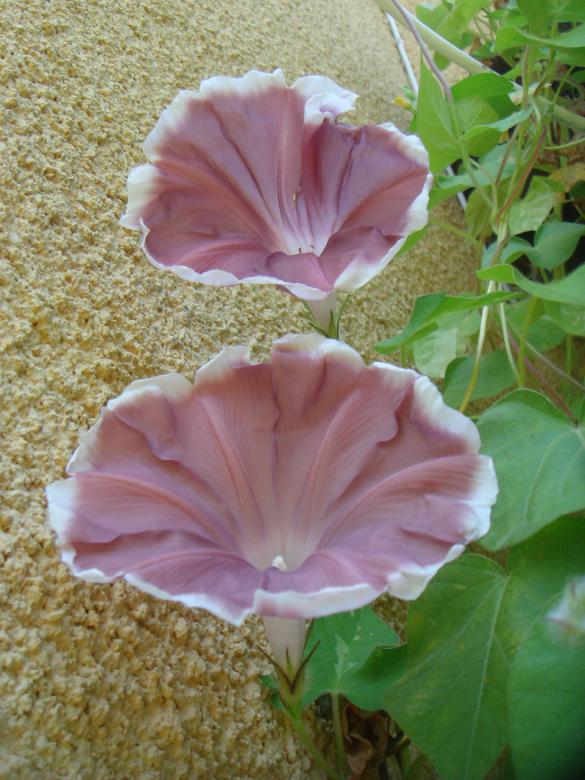 Name:  Sabah 10.jpg
Views: 757
Size:  72.3 KB