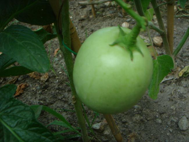 Name:  Pepino 1.jpg
Views: 818
Size:  40.1 KB