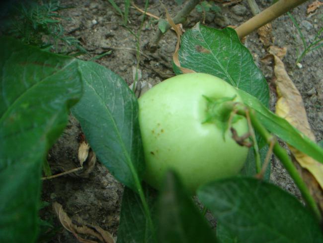 Name:  Pepino 2.jpg
Views: 815
Size:  41.3 KB