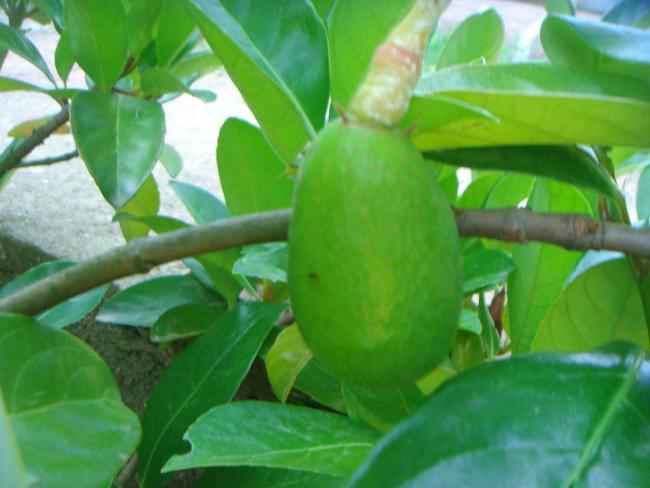 Name:  Avakado 1.jpg
Views: 846
Size:  37.9 KB