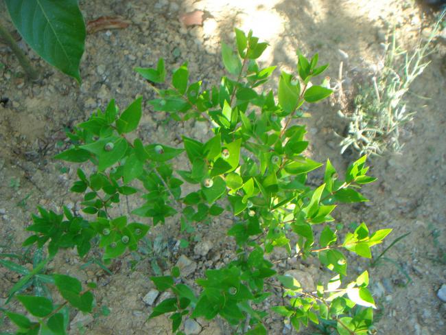 Name:  Bluberry 2.jpg
Views: 776
Size:  65.0 KB