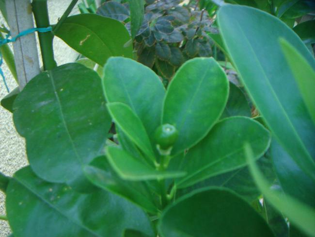 Name:  Kumkuat 6.jpg
Views: 873
Size:  34.1 KB