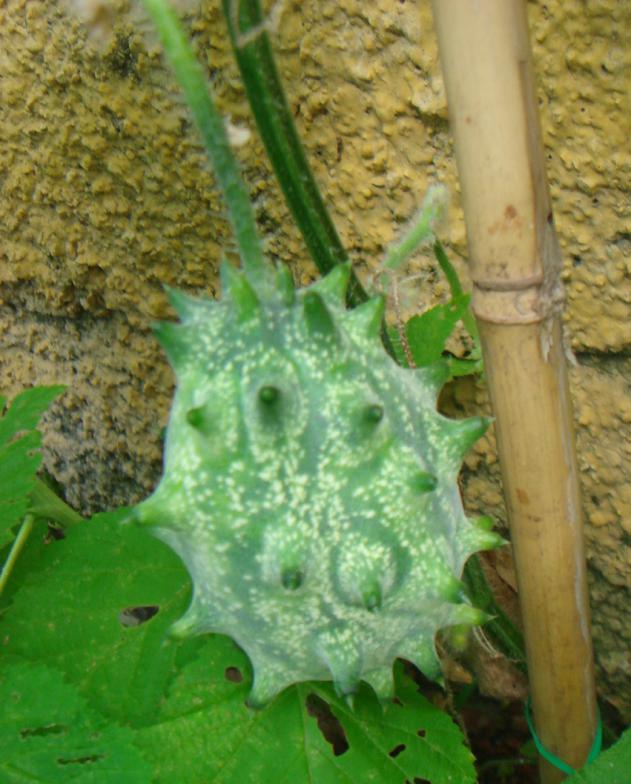 Name:  Kiwano 1.jpg
Views: 791
Size:  70.8 KB