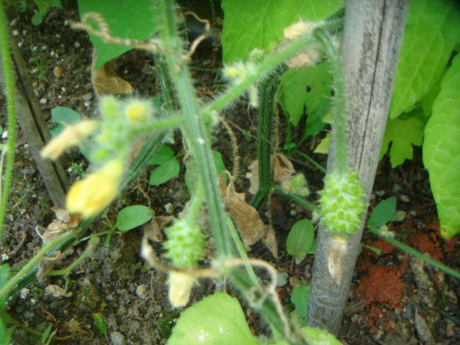 Name:  Kiwano 5.jpg
Views: 907
Size:  55.3 KB