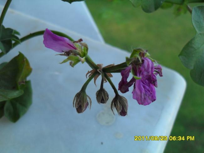 Name:  023.jpg
Views: 567
Size:  27.6 KB