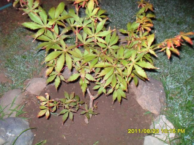 Name:  029.jpg
Views: 919
Size:  69.8 KB