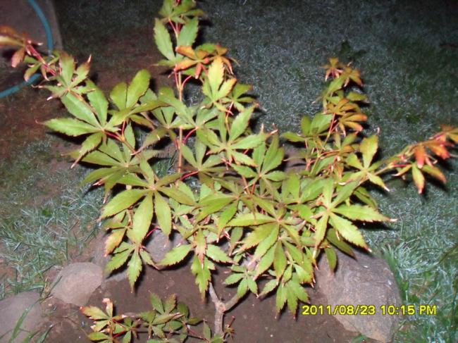 Name:  030.jpg
Views: 893
Size:  70.1 KB