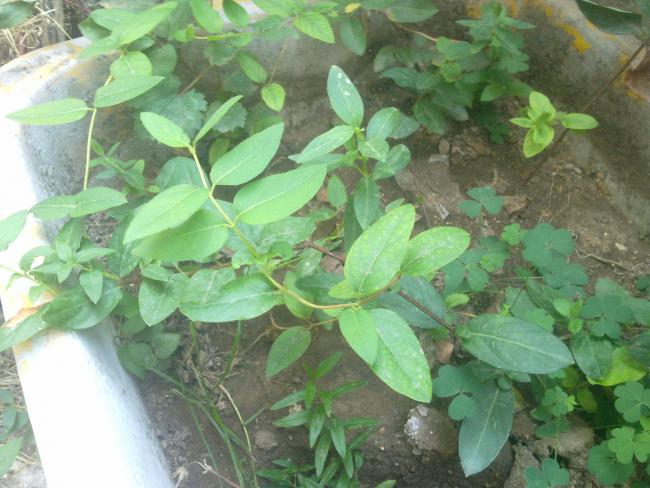 Name:  250820111110.jpg
Views: 3123
Size:  52.1 KB