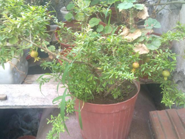 Name:  250820111113.jpg
Views: 3391
Size:  59.0 KB