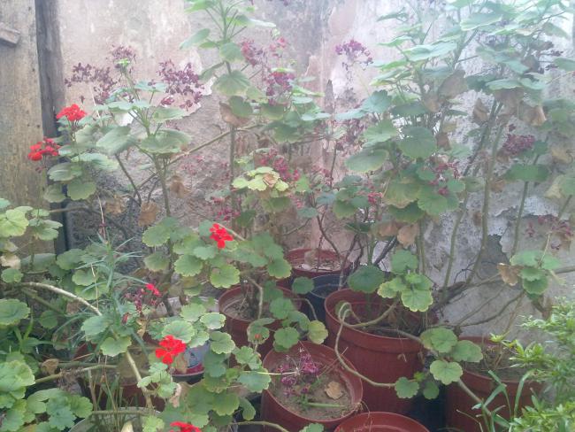 Name:  250820111114.jpg
Views: 3163
Size:  64.4 KB
