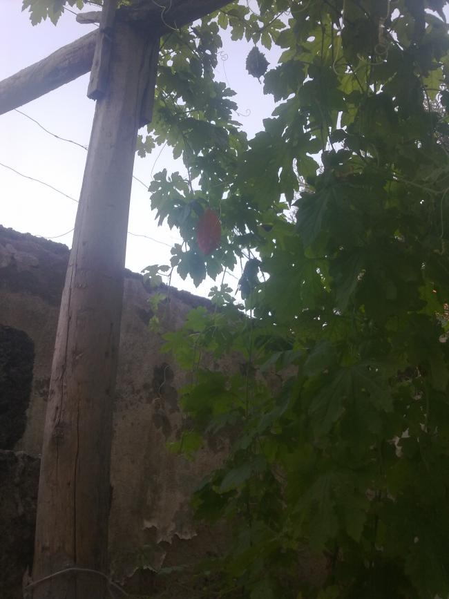 Name:  250820111117.jpg
Views: 3045
Size:  59.9 KB