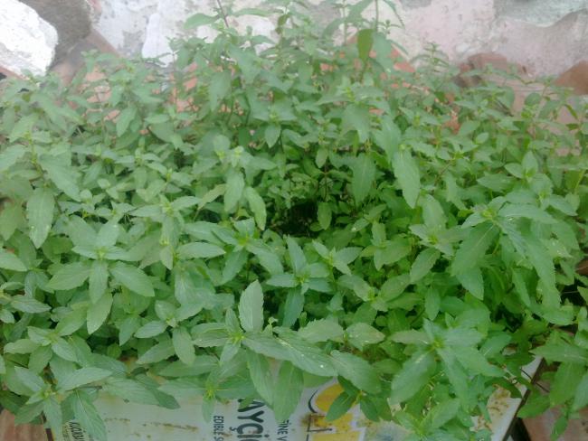 Name:  250820111118.jpg
Views: 3097
Size:  53.7 KB