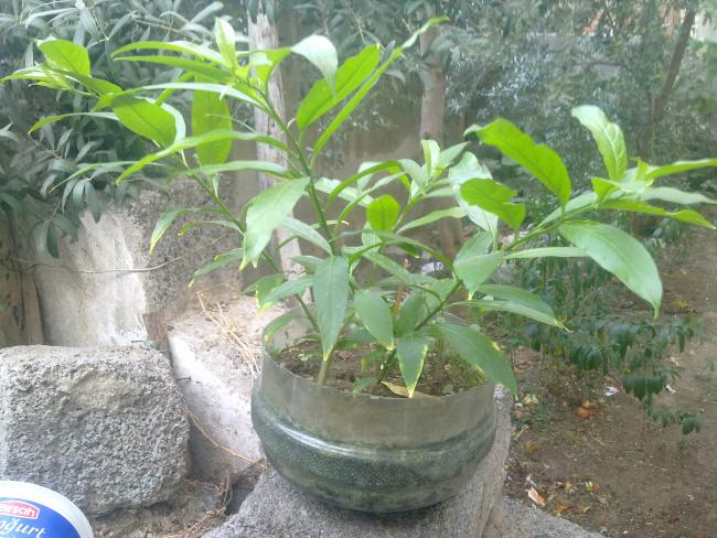 Name:  250820111120.jpg
Views: 3018
Size:  65.9 KB