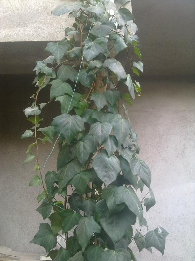 Name:  250820111125.jpg
Views: 3064
Size:  69.9 KB