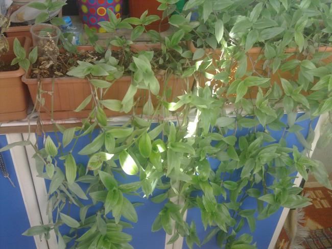 Name:  250820111127.jpg
Views: 2977
Size:  53.6 KB