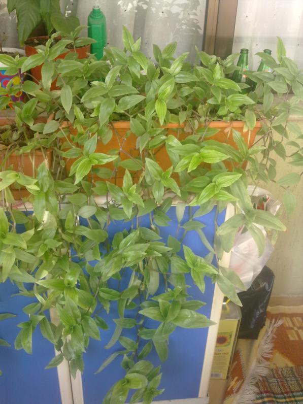 Name:  250820111128.jpg
Views: 3027
Size:  72.3 KB