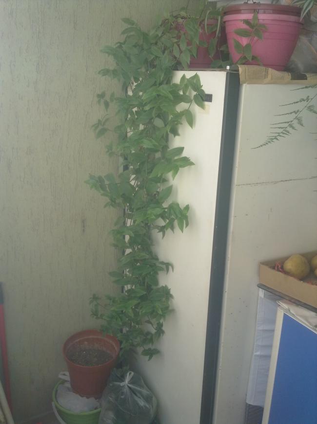 Name:  250820111129.jpg
Views: 3001
Size:  45.0 KB