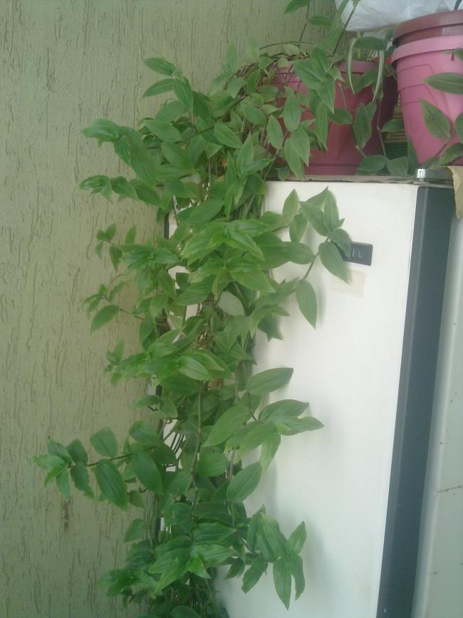 Name:  250820111130.jpg
Views: 2971
Size:  60.4 KB