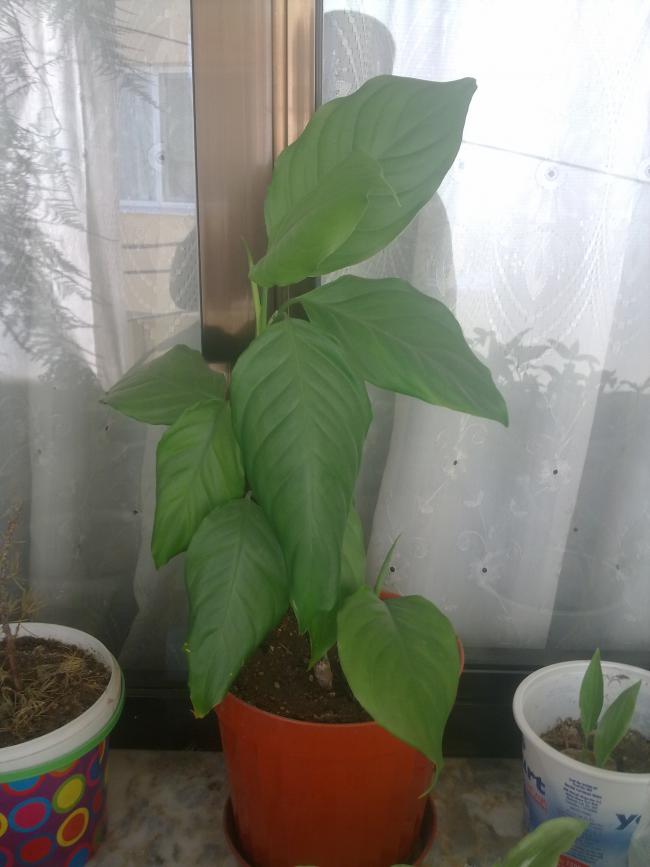 Name:  250820111133.jpg
Views: 3124
Size:  48.2 KB