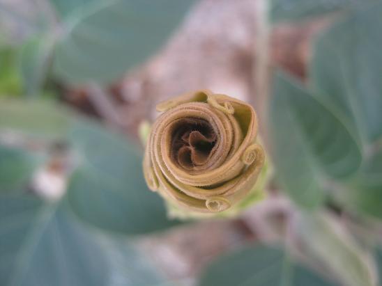 Name:  datura.JPG
Views: 3177
Size:  30.5 KB
