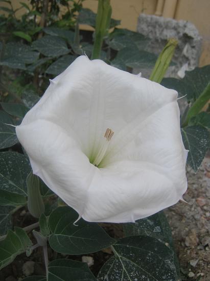 Name:  datura1.JPG
Views: 3188
Size:  34.0 KB