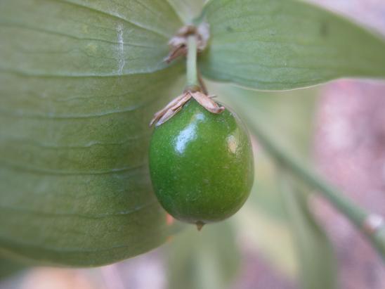 Name:  ruscus.JPG
Views: 3195
Size:  32.9 KB