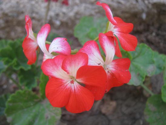 Name:  sardunya.JPG
Views: 3352
Size:  40.1 KB