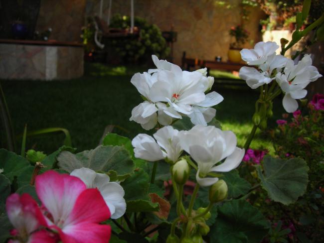 Name:  DSCN6187.jpg
Views: 565
Size:  38.8 KB