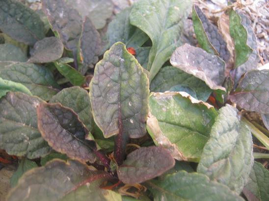 Name:  ajuga reptans.JPG
Views: 3502
Size:  53.5 KB