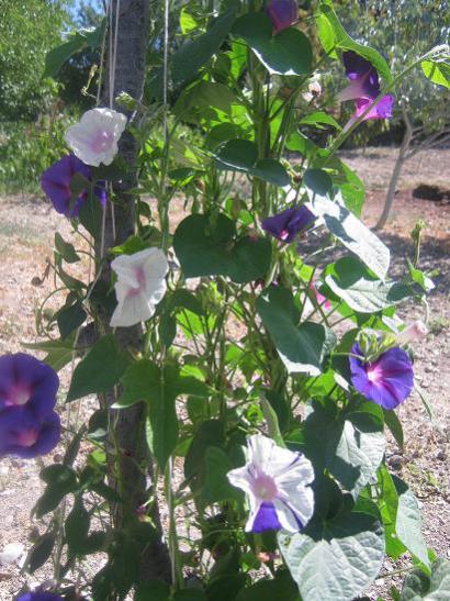 Name:  sabah sefas1.jpg
Views: 2573
Size:  58.0 KB
