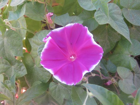 Name:  pembe sabah s..JPG
Views: 2089
Size:  48.8 KB