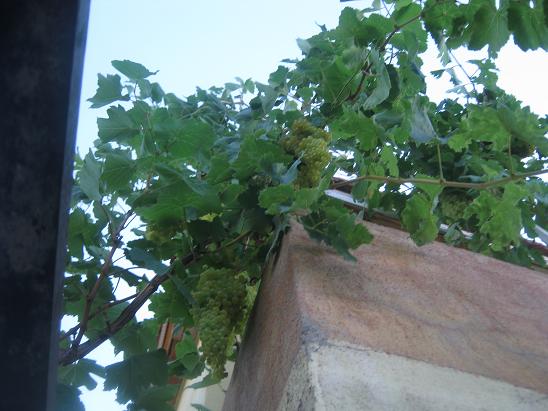 Name:  ekirdeksiz.JPG
Views: 2049
Size:  53.8 KB