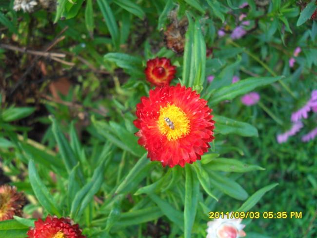 Name:  159.jpg
Views: 742
Size:  47.1 KB