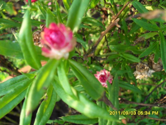 Name:  157.jpg
Views: 777
Size:  49.6 KB