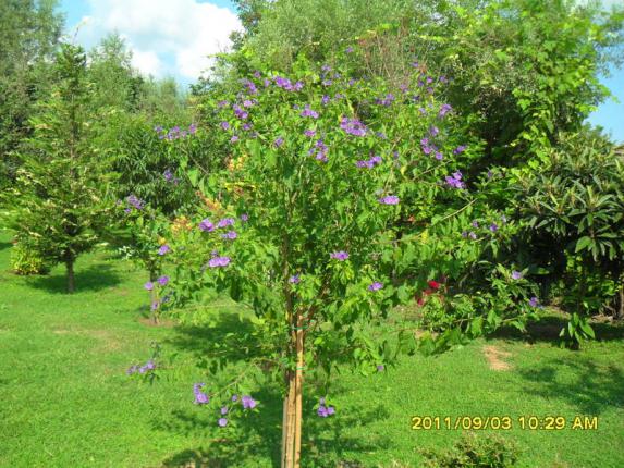 Name:  025.jpg
Views: 902
Size:  72.0 KB