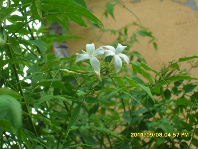 Name:  030.jpg
Views: 766
Size:  46.9 KB