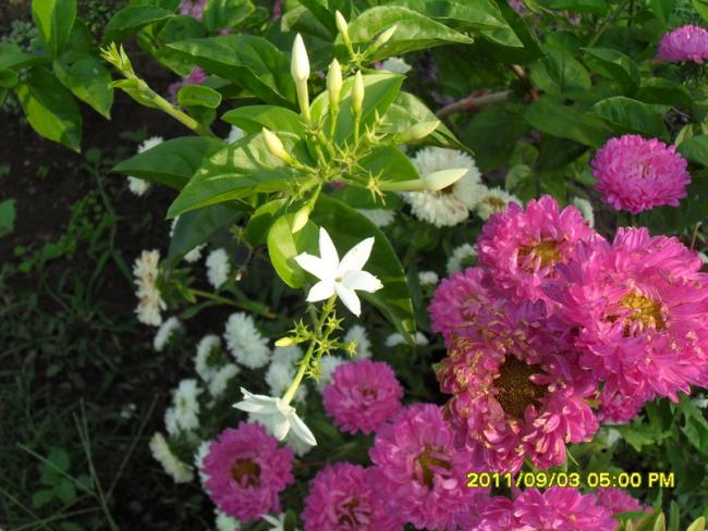 Name:  043.jpg
Views: 739
Size:  59.6 KB