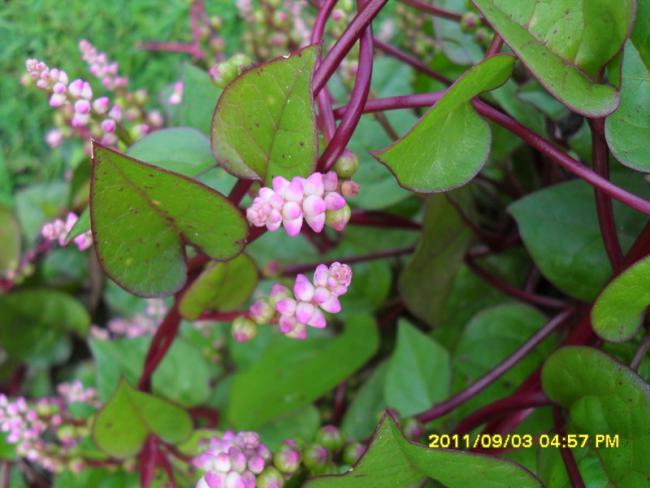 Name:  032.jpg
Views: 806
Size:  44.3 KB