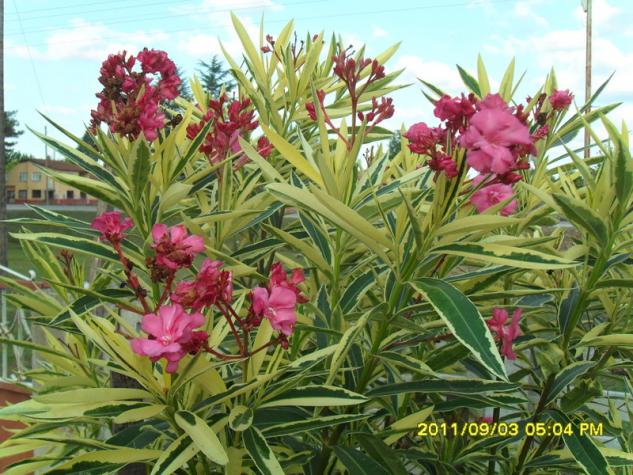Name:  060.jpg
Views: 893
Size:  71.1 KB