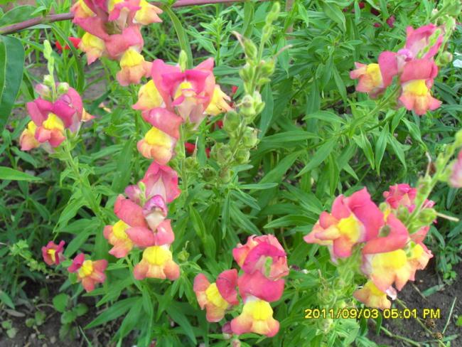 Name:  049.jpg
Views: 724
Size:  69.5 KB