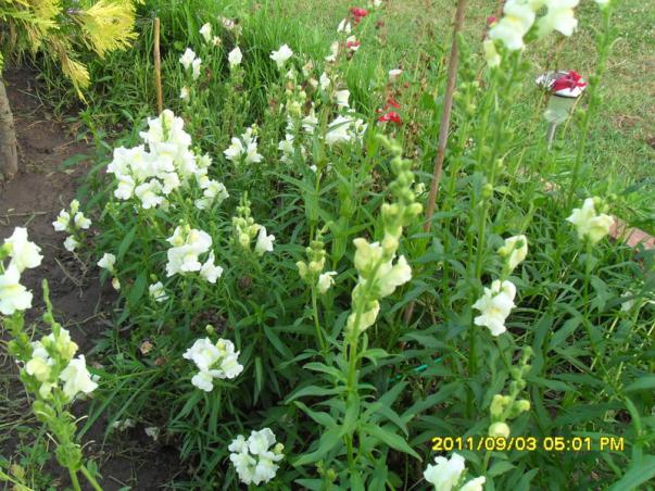 Name:  050.jpg
Views: 755
Size:  72.2 KB